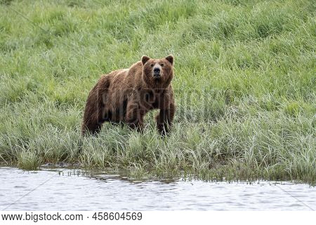 Alaskan Brown Bear Feeding