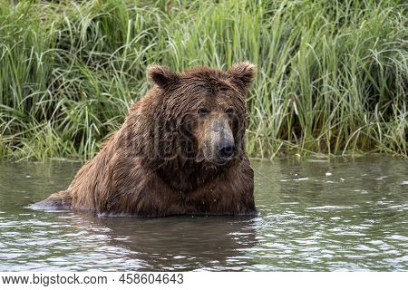 Alaskan Brown Bear Fishing For Salmon In Mikfik Creek In Mcneil River State Game Sanctuary And Refug