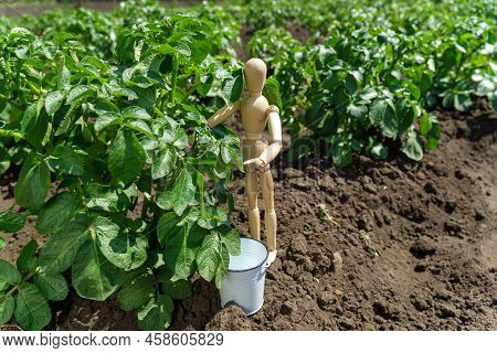 Growing Young Potatoes In The Garden. The Concept Of Harvesting With A Wooden Dummy, Selective Focus
