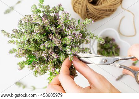 Top View Of A Womans Hands Cut With Scissors Sprigs Of Fragrant Thyme Herb In The Kitchen. Harvestin