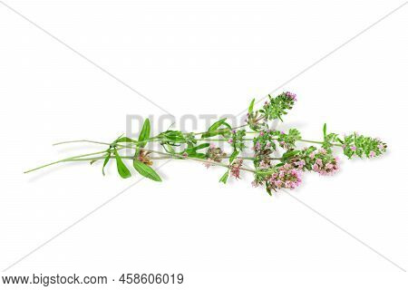 Blossoming Thyme Sprigs Isolated On A White Background. Fragrant Blooming Herb Mother-of-thyme Leave