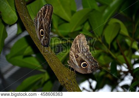 Polytes Papilio, Black Butterfly With White Spots, Tropical Butterfly, Tropical Butterflies