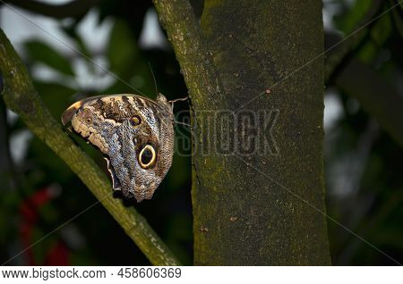Polytes Papilio, Black Butterfly With White Spots, Tropical Butterfly, Tropical Butterflies