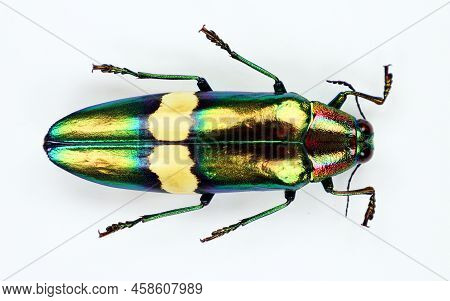 Beetle Isolated On White. Metallic Green Iridescent Jewel Beetle Chrysochroa Saundersi Macro. Collec