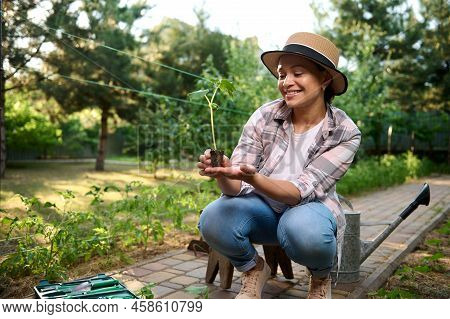 Female Horticulturist, Caring About A Growing Cucumber Seedling In Black Soil In Organic Farm. Eco F