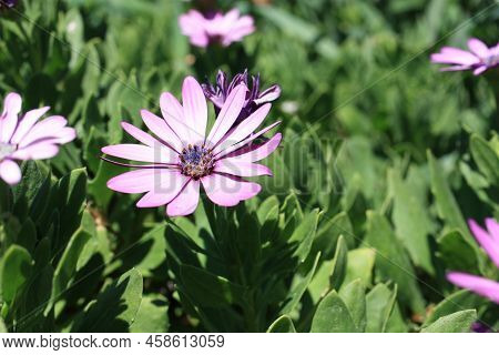 Cape Marigold Or Weather Prophet, Cape Daisy, Rain Daisy, White African Daisy (dimorphotheca Pluvial
