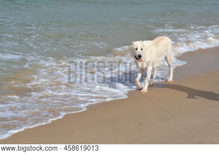 Young White Alabay Dog Walking On The Sea Shore. The Central Asian Shepherd Dog, Also Known As The A