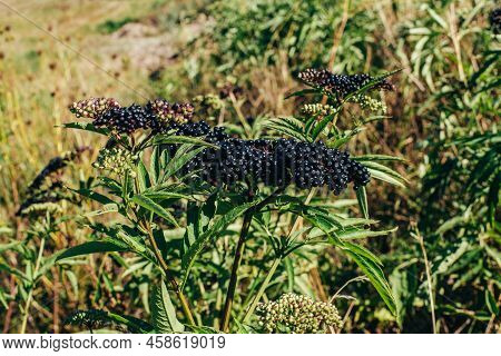 Clusters Fruit Black Elderberry In Garden In Sun Light Sambucus . Common Names: Elder, Black Elder, 