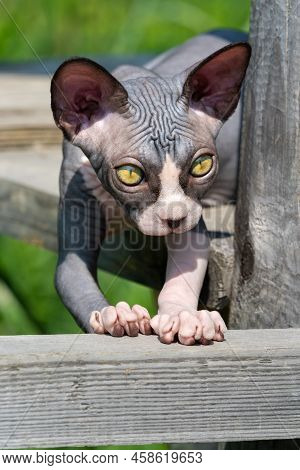 Brave Kitten Sphynx Lying Down On Wooden Planks High Above Ground On Playground Of Cattery Outdoors.