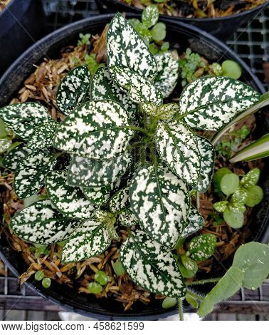 Photo Of White Hypoestes Phyllostachya, Also Called As The Polka Dot Plant