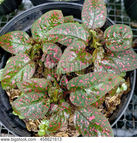 Photo Of Red Hypoestes Phyllostachya, Also Called As The Polka Dot Plant