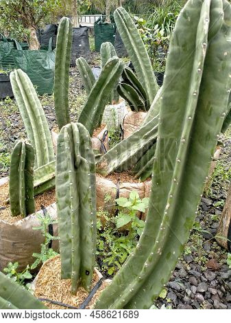 Photo Of Cacti, Taken At The Garden