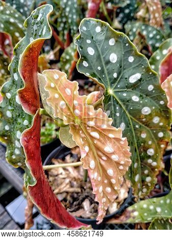 Photo Of Green, Red, Orange Angel Wing Begonia Leaves In The Garden