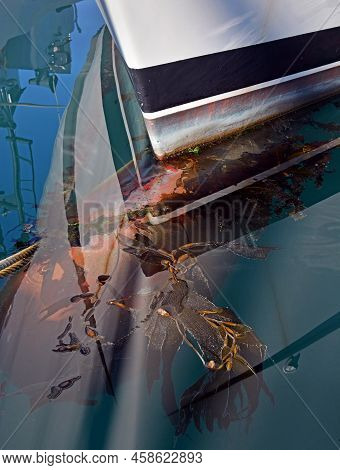 Ropes & Boats - Seaweed On The Bow Of A Boat In A Marina. Reflections Of The Hull In The Sea.