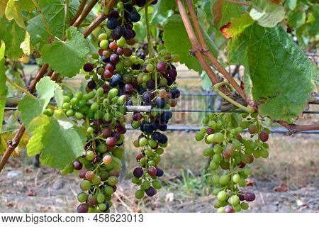 Closeup Of Bunches Of Syrah Grapes Ripening In Mid-summer, Marlborough Vineyard, New Zealand.