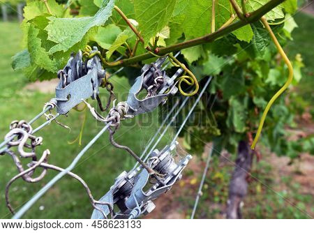 Closeup Of Chardonnay Grape Vine  Wire Tensioners In The Wairau Valley, Marlborough.