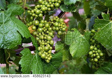 Closeup Of Chardonnay Grape Vines In The Wairau Valley, Marlborough. Mid Summer Bunches Of Green Gra
