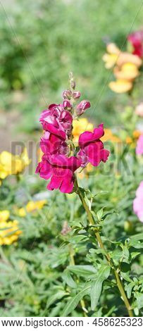 Snapdragon Flower Or Antirrhinum (latin Antirrhinum)