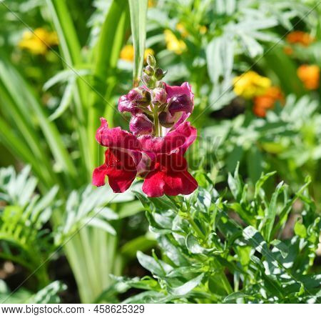 Snapdragon Flower Or Antirrhinum (latin Antirrhinum)