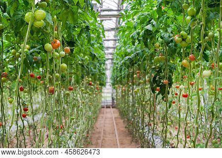 Tomato Production And Transportation. Beautiful Red Ripe Tomatoes Background, Agriculture Industry. 