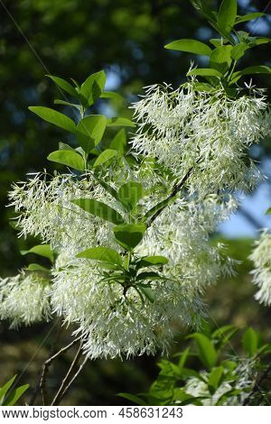 Very Pretty White Fringetree Blooming And Flowering In The Summer Time.