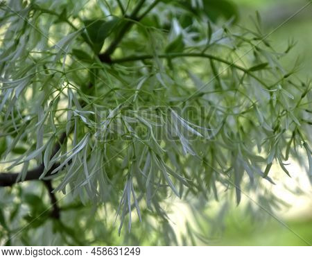 Pretty Blooming Up Close Look At The Petals Ofa  White Fringetree.