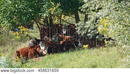 A Group Of Red Cows Is Lying Under A Tree To Catch Some Shade. It's Extreme Hot Today. Location: Har