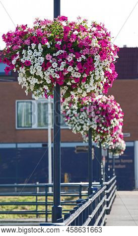 Flower Baskets On The Lampposts On A Bridge In The Dutch Town Hardenberg. The Baskets Contain Pink A