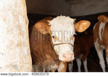 A Camera Took A Peek At The Dark Stable, And A Beautiful Simmental Calf Looked At The Camera Inquiri