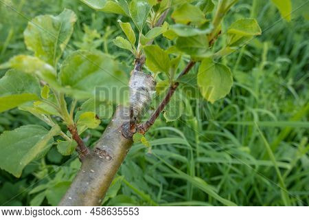 Gardening. Graft An Apple Tree. Green Sprouts Of A Grafted Apple. Successful Grafting Fruit Tree. Hi