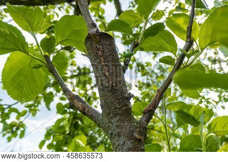 Gardening. Graft An Apple Tree. Green Sprouts Of A Grafted Apple. Successful Grafting Fruit Tree. Hi