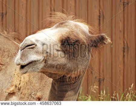 Domestic Bactrian Camel Camelus Bactrianus Ferus. Layin In The Zoo.