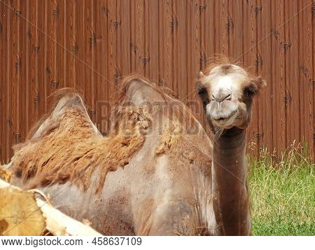 Domestic Bactrian Camel Camelus Bactrianus Ferus. Layin In The Zoo.