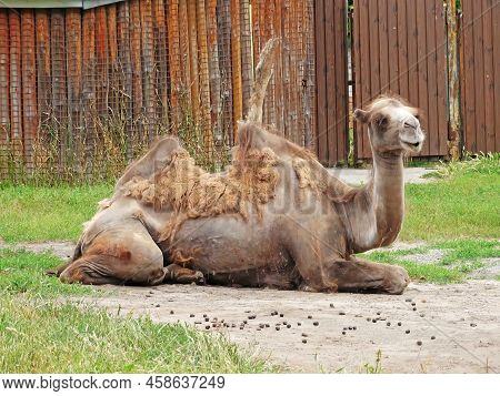 Domestic Bactrian Camel Camelus Bactrianus Ferus. Layin In The Zoo.