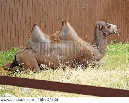 Domestic Bactrian Camel Camelus Bactrianus Ferus. Layin In The Zoo.
