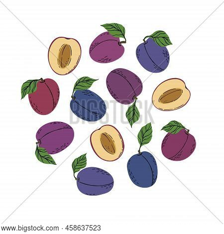 Tropical Set Violet Plums And Plum Slices. Hand Drawn Fruits Plum Isolated On White Background. For 