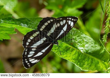 Pallas Sailer Or Common Glider Butterfly, Neptis Sappho, Guarding Its Territory