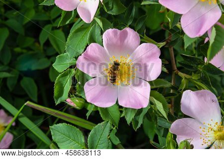 Honey Bee Apis Mellifera Is Collecting Pollen On White Flower Of Bush Dog Rose. Latin Rosa Canina, S