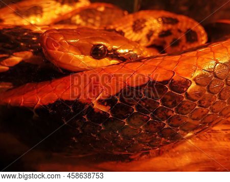 Close Up Of Burmese Python Molurus Bivittatus.