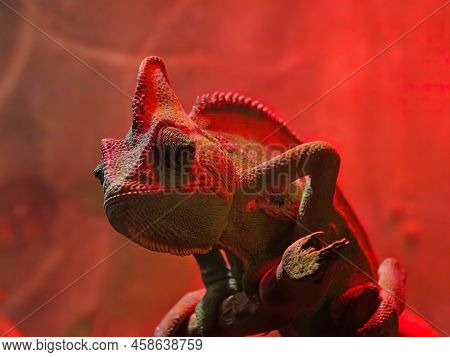 Beautiful Of Chameleon Panther, Chameleon Panther On Branch, Chameleon Panther Closeup.