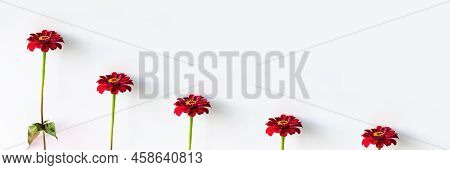 Red Summer Tsinia Flower On A Gray Background, Banner. Flowers In Ascending Order