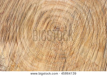Tree Cut Closeup Background Or Pattern