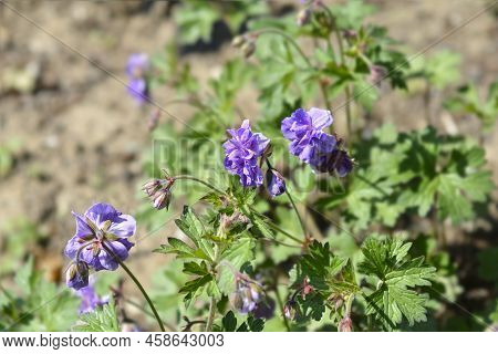 Himalayan Cranesbill Plenum Flowers In The Garden