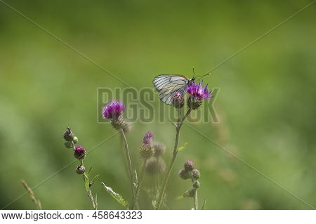 Cabbage Or Cabbage Whitefish, Pieris Brassicae, Diurnal Butterfly From The Whitefly Family Pieridae.