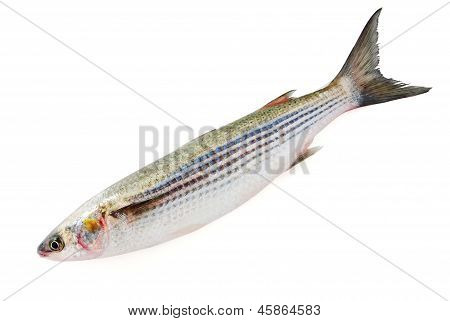Fresh Grey Mullet Isolated On White
