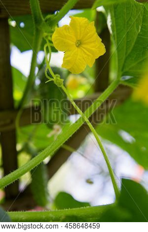 A Cucumber Pland Blooming In A Garden