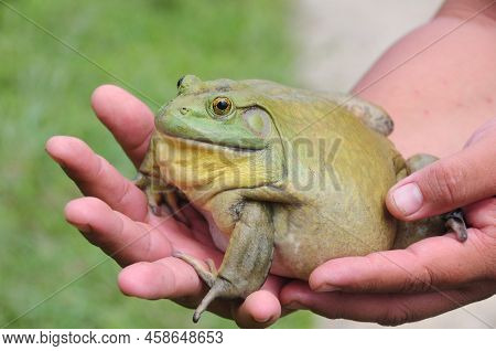 Giant African Bullfrog On Hand. Animal Concept