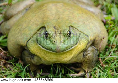Giant African Bullfrog On Grass. Animal Concept