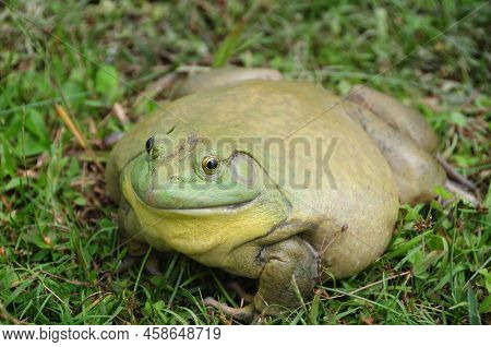 Giant African Bullfrog On Grass. Animal Concept