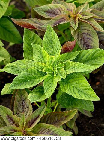 Purple Leaves Of Ornamental Amaranth Plant In Summer Garden.